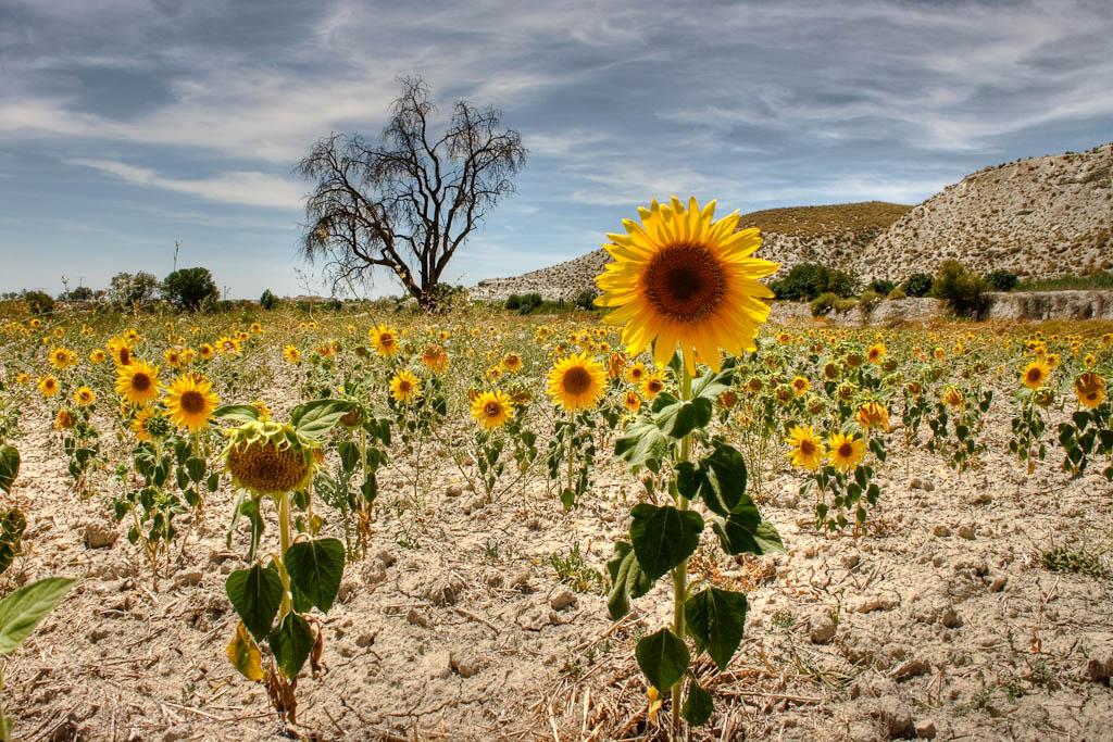 Spanish Sunflowers