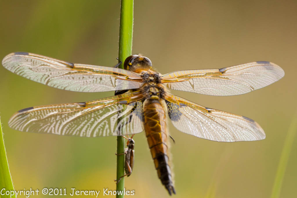Four Spotted Chaser (Libellula quadrimaculata)